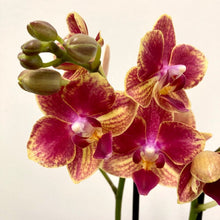 Load image into Gallery viewer, Phalaenopsis - Orchid Mixed Colors, 12cm Pot