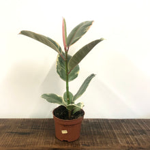 Load image into Gallery viewer, Ficus Tineke - Variegated Rubber Plant, 12cm Pot