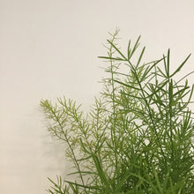 Load image into Gallery viewer, Asparagus fern mix - Asparagus Fern, 12cm pot.