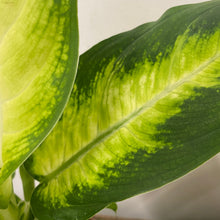 Load image into Gallery viewer, Dieffenbachia camilla, 12cm Pot