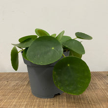Load image into Gallery viewer, Pilea Peperomioides - Chinese money plant, 11cm Pot