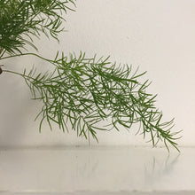 Load image into Gallery viewer, Asparagus fern mix - Asparagus Fern, 12cm pot.