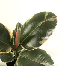 Load image into Gallery viewer, Ficus Tineke - Variegated Rubber Plant, 12cm Pot