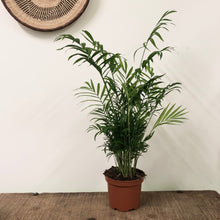 Load image into Gallery viewer, Chamaedorea elegans - Parlour Palm, 17cm pot.
