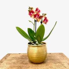 Load image into Gallery viewer, Phalaenopsis - Orchid Mixed Colors, 12cm Pot
