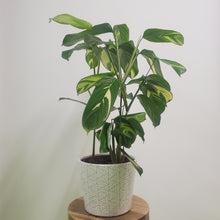 Load image into Gallery viewer, Ctenanthe lubbersiana  - Bamburanta, 17cm pot