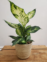 Load image into Gallery viewer, Dieffenbachia Sublime, 12cm Pot