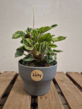 Load image into Gallery viewer, Peperomia Caperata - Buenos Aires, 12cm Pot