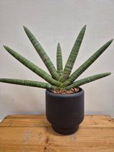 Load image into Gallery viewer, Sansevieria Cylindrica - Skyline, 12cm Pot