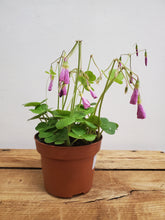 Load image into Gallery viewer, Oxalis bowiei - Amarantha, 13cm Pot