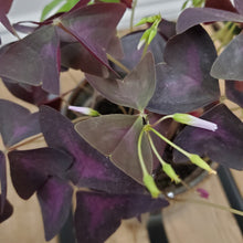 Load image into Gallery viewer, Oxalis triangularis - False Shamrock, 12cm Pot