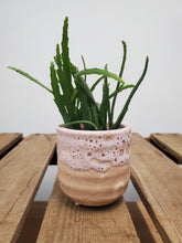 Load image into Gallery viewer, Lepismium Bolivianum, 5.5cm Pot