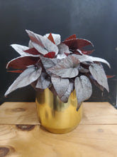 Load image into Gallery viewer, Begonia Rex Silver - limbo, 8.5cm pot