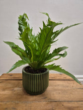 Load image into Gallery viewer, Asplenium gioia - Bird's Nest Fern, 12cm Pot
