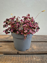 Load image into Gallery viewer, Oxalis vulcanicola roze - False Shamrock, 12cm Pot