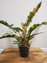 Load image into Gallery viewer, Philodendron ring of fire, 14cm Pot