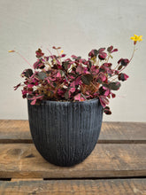 Load image into Gallery viewer, Oxalis vulcanicola roze - False Shamrock, 12cm Pot