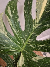 Load image into Gallery viewer, Monstera - Thai Constellation, 15cm Pot