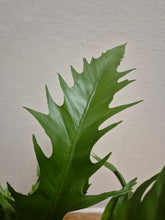 Load image into Gallery viewer, Asplenium gioia - Bird's Nest Fern, 12cm Pot