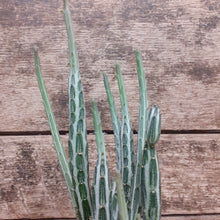 Load image into Gallery viewer, Senecio stapeliiformis - Pickle Plant, 8.5cm Pot.