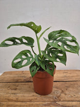Load image into Gallery viewer, Monstera Adansonii - Mint, 12cm Pot