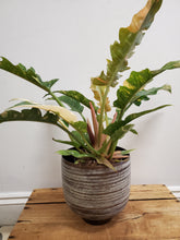Load image into Gallery viewer, Philodendron ring of fire, 14cm Pot