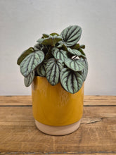 Load image into Gallery viewer, Peperomia albovittata - Mistique - 12cm Pot