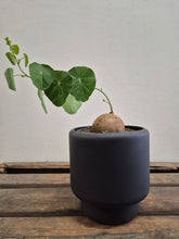 Load image into Gallery viewer, Stephania Erecta - XL, 12cm pot
