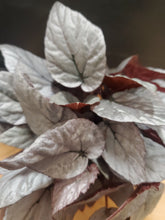 Load image into Gallery viewer, Begonia Rex Silver - limbo, 8.5cm pot