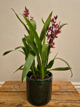 Load image into Gallery viewer, Cambria - Orchid, 12cm Pot