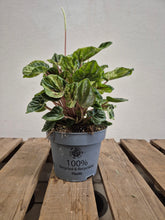 Load image into Gallery viewer, Peperomia Caperata - Buenos Aires, 12cm Pot