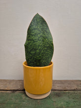 Load image into Gallery viewer, Sansevieria masoniana victoria - Whale Fin, 12cm Pot
