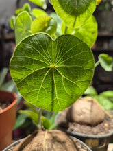 Load image into Gallery viewer, Stephania Erecta - XL, 12cm pot