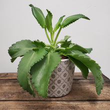 Load image into Gallery viewer, Kalanchoe daigremontiana -Alligator Plant, 12cm Pot