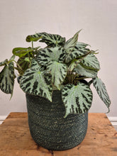 Load image into Gallery viewer, Begonia Silver Jewel, 15cm Pot