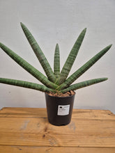 Load image into Gallery viewer, Sansevieria Cylindrica - Skyline, 12cm Pot