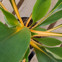 Load image into Gallery viewer, Chlorophytum orchidastrum - Green Orange, 12cm Pot