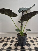 Load image into Gallery viewer, Alocasia Regal Shield - Elephant Ears, 19cm Pot