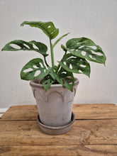 Load image into Gallery viewer, Monstera Adansonii - Mint, 12cm Pot