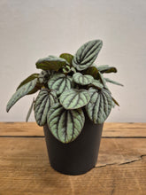 Load image into Gallery viewer, Peperomia albovittata - Mistique - 12cm Pot