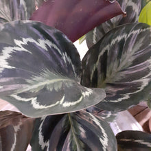 Load image into Gallery viewer, Calathea mix, 19cm pot.