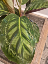 Load image into Gallery viewer, Calathea moonlight, 12cm pot.