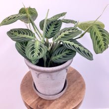 Load image into Gallery viewer, Maranta - Lemon Lime, 12cm Pot