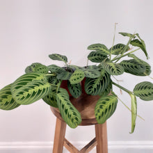 Load image into Gallery viewer, Maranta - Lemon Lime, 12cm Pot