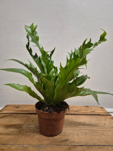Load image into Gallery viewer, Asplenium gioia - Bird's Nest Fern, 12cm Pot