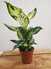 Load image into Gallery viewer, Dieffenbachia Sublime, 12cm Pot