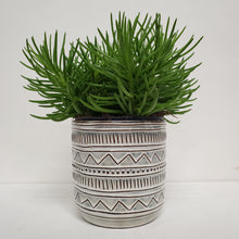 Load image into Gallery viewer, Senecio archeri - Himalaya - 12cm Pot