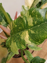 Load image into Gallery viewer, Philodendron ring of fire, 14cm Pot