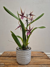 Load image into Gallery viewer, Brassia - Shelob Tolkien, 12cm Pot