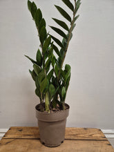 Load image into Gallery viewer, Zamioculcas zamiifolia - ZZ Plant, 17cm Pot